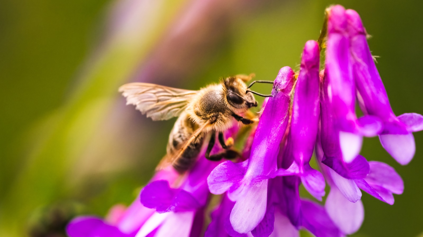 Attract Pollinators To Your Garden With This Favorite Flowering Tree