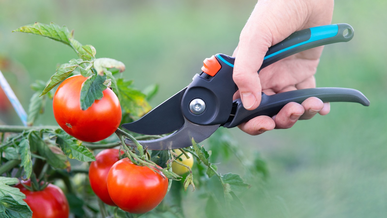 Crucial Mistakes To Avoid When Pruning Tomatoes