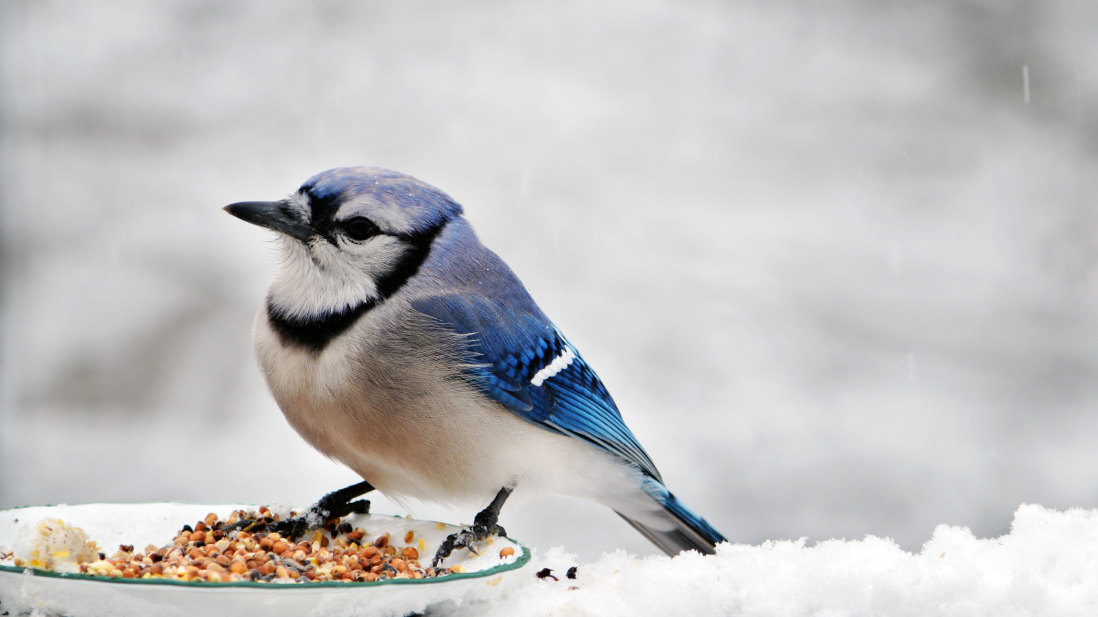 How To Make A Birdfeeder Out Of An Orange