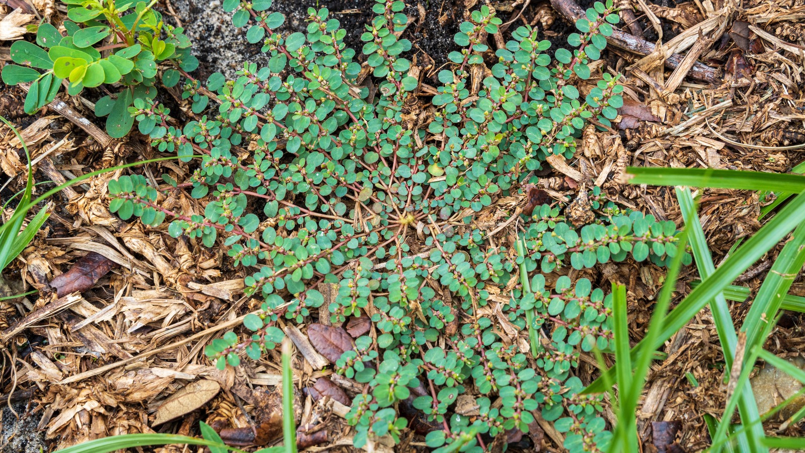 The Best Way To Water Your Lawn When Dealing With Spotted Spurge Weeds