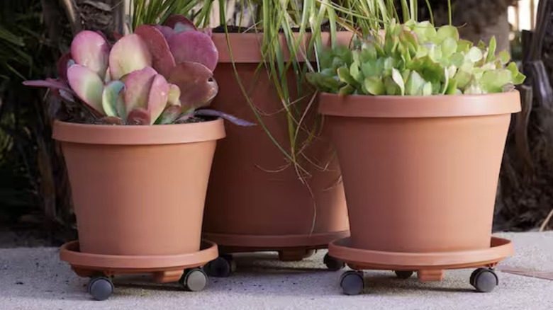 Terra cotta-colored Bloem plant caddies