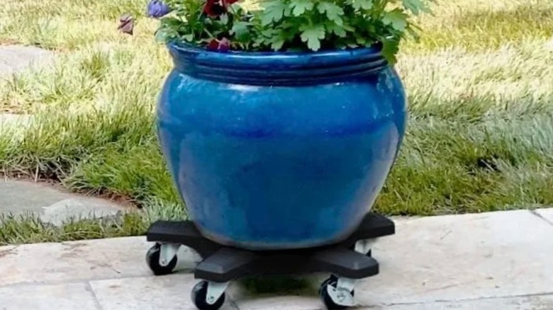 Blue plant pot on black Bosmere plant caddy