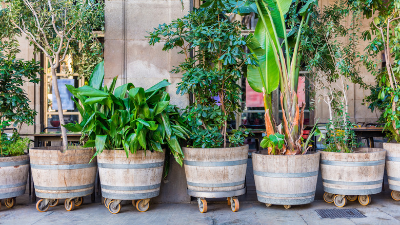 Large potted plants on wheels outside building