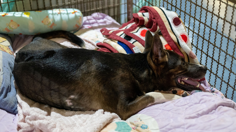 A cute dog laying on blankets in a cage