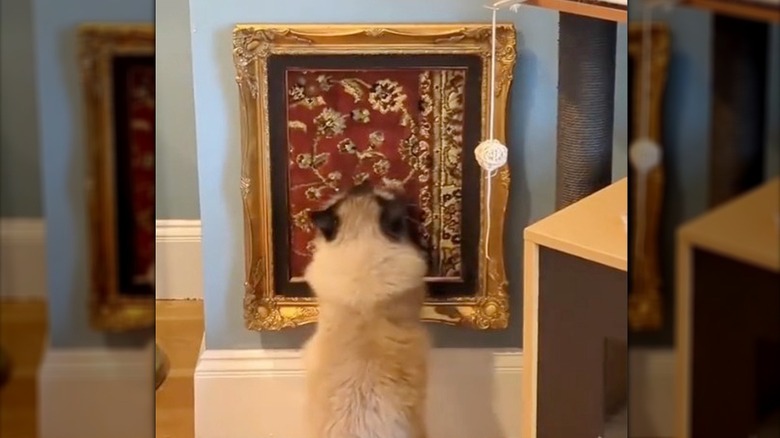 Ragdoll cat scratches homemade DIY cat scratcher made of a framed rug