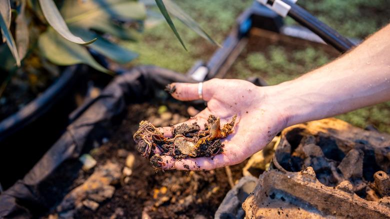 Hand with a silver thumb ring holds a pile of compost and worms