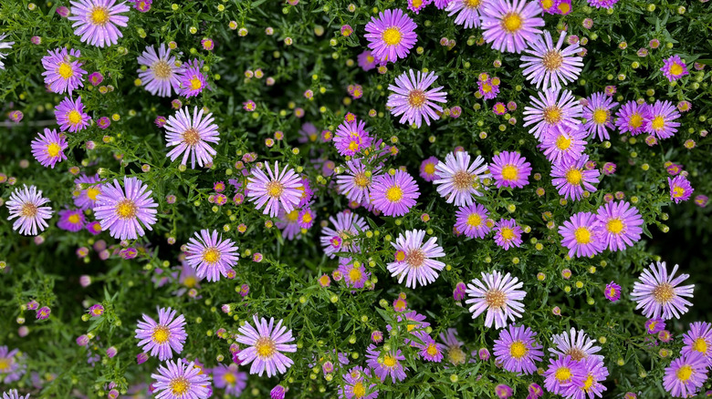 purple asters