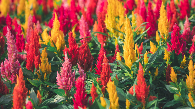 red yellow celosia in bloom