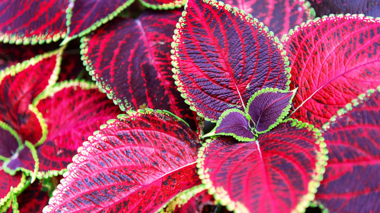 annual coleus leaves in red