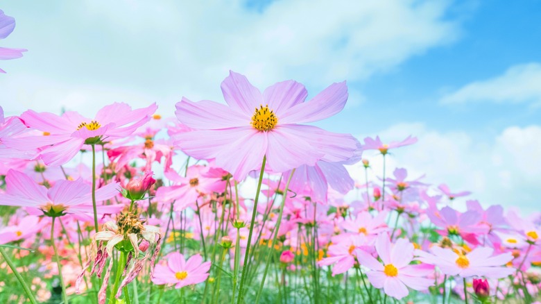 lavender cosmos in bloom