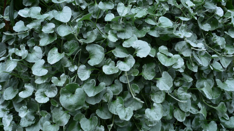 dichondra leaves shown in a garden