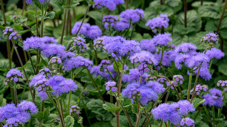 blue floss flowers in garden