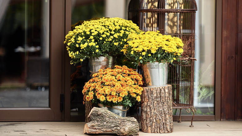 potted chrysanthemums outside house