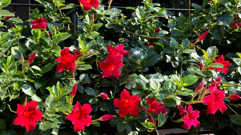 red mandevilla