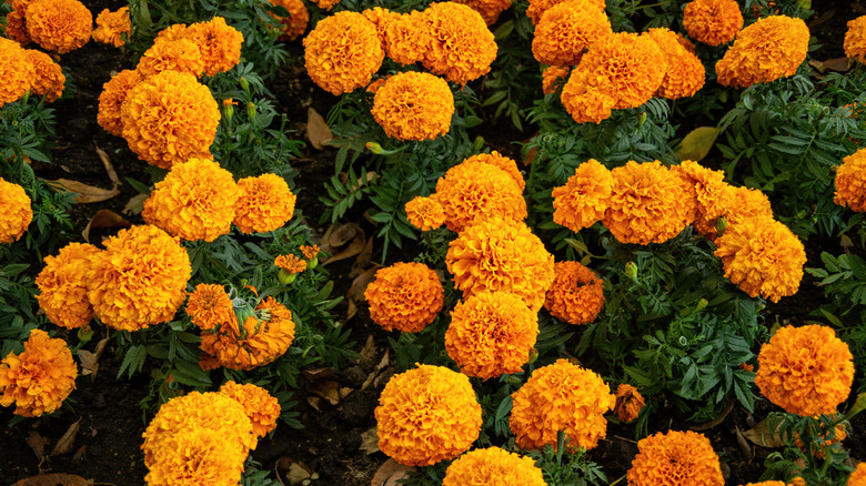 orange marigolds in bloom