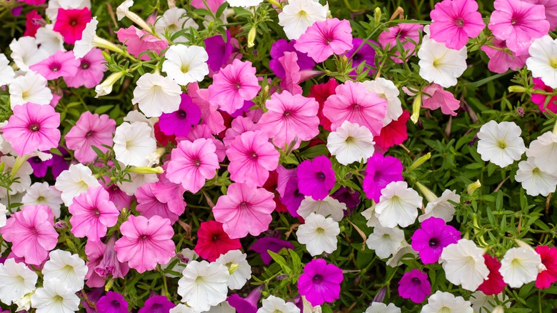 pink, purple, and white petunias