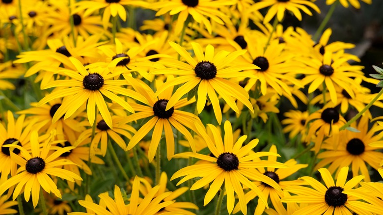 Yellow black-eyed Susans