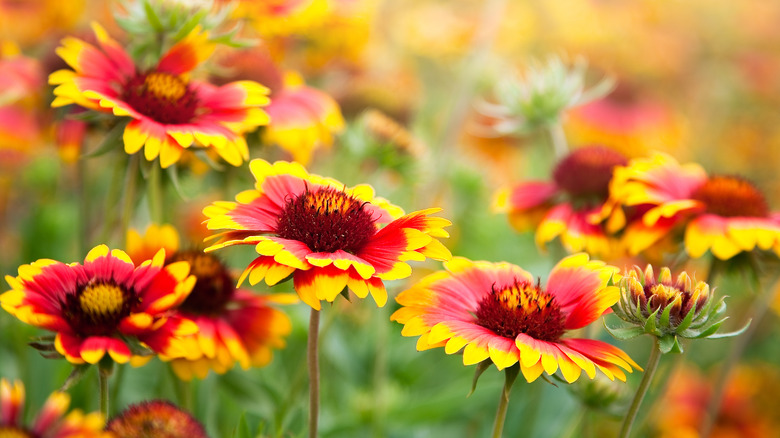 Red and yellow blanket flowers