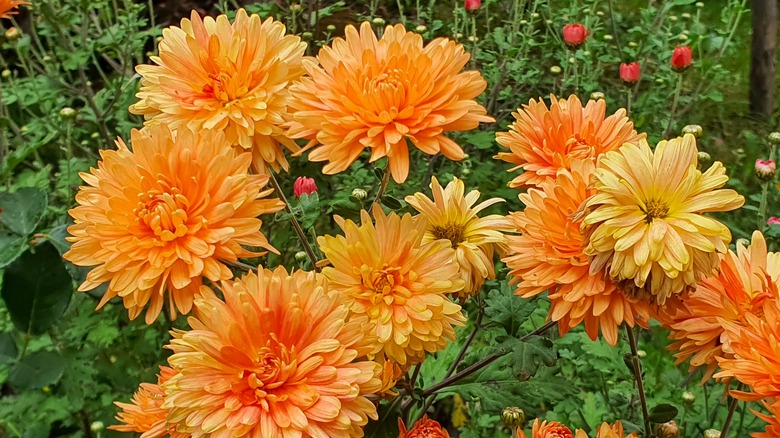 Orange Chrysanthemums in garden