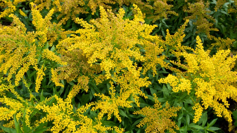 Goldenrod flowers 