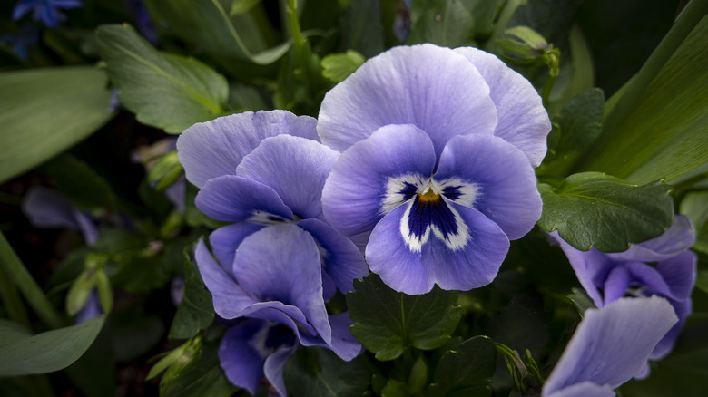 Purple pansies