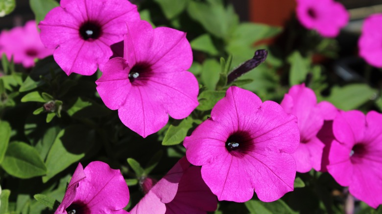 Purple petunias