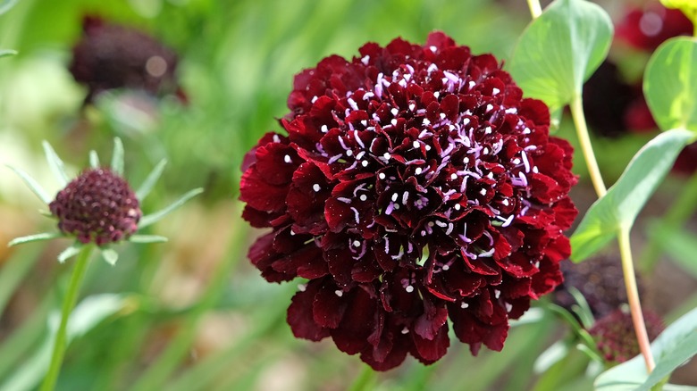 Dark red pincushion flowers