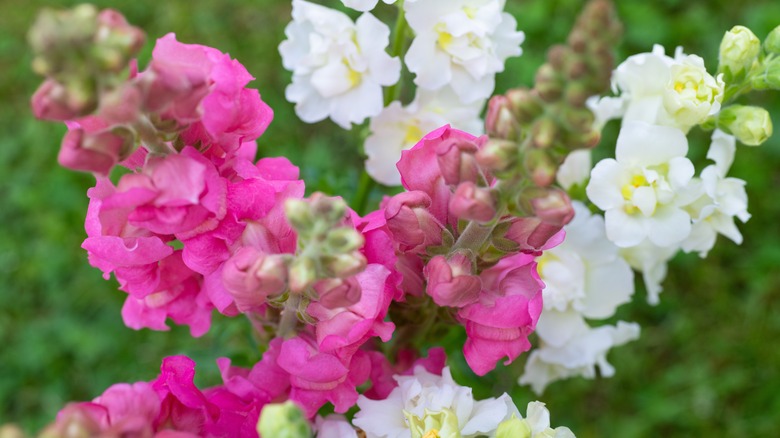 Pink and white snapdragons