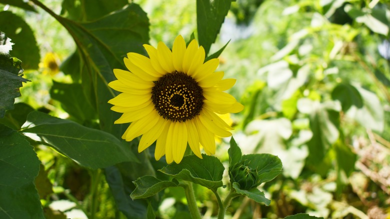 Sunflower close up 