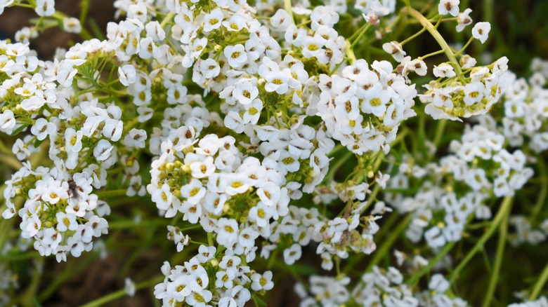 White sweet alyssum flowers 