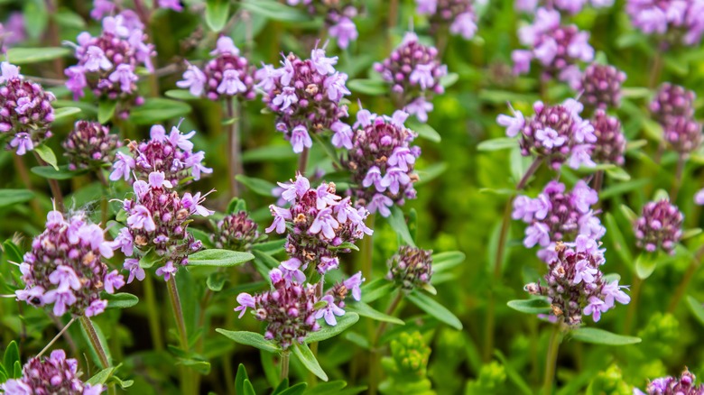 creeping thyme