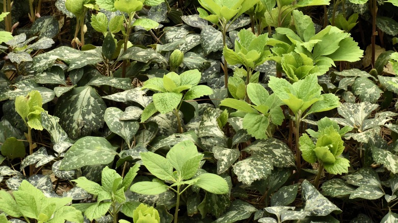 Allegheny spurge