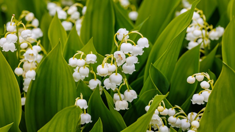 lily of the valley