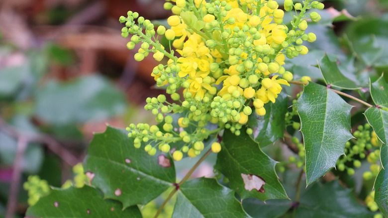 creeping mahonia