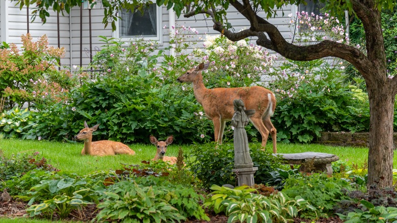 deer in garden