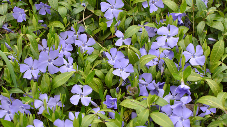 periwinkle