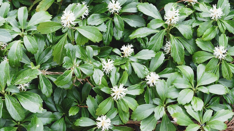 Japanese spurge