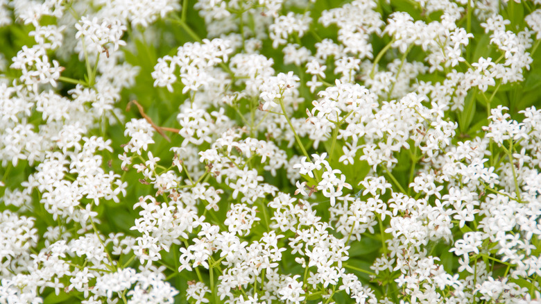 Sweet woodruff