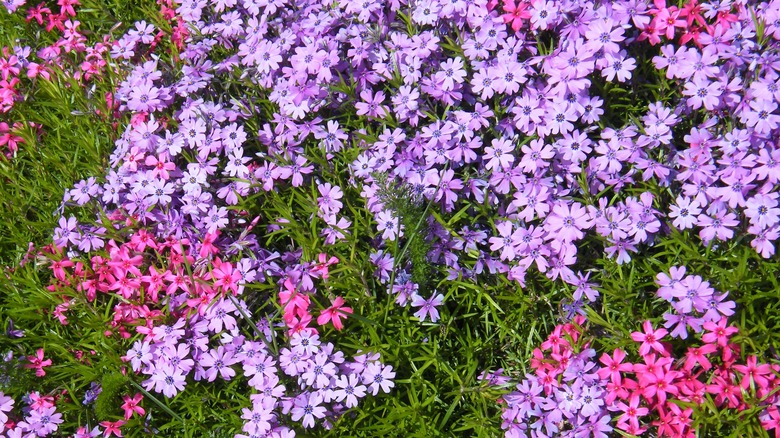 creeping phlox