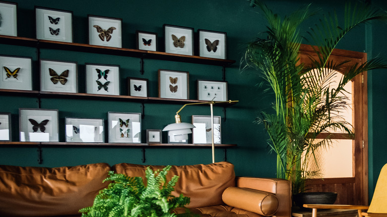 butterfly collection display above sofa