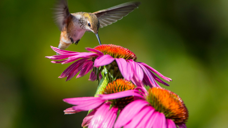 Hummingbird feeding on pink coneflower