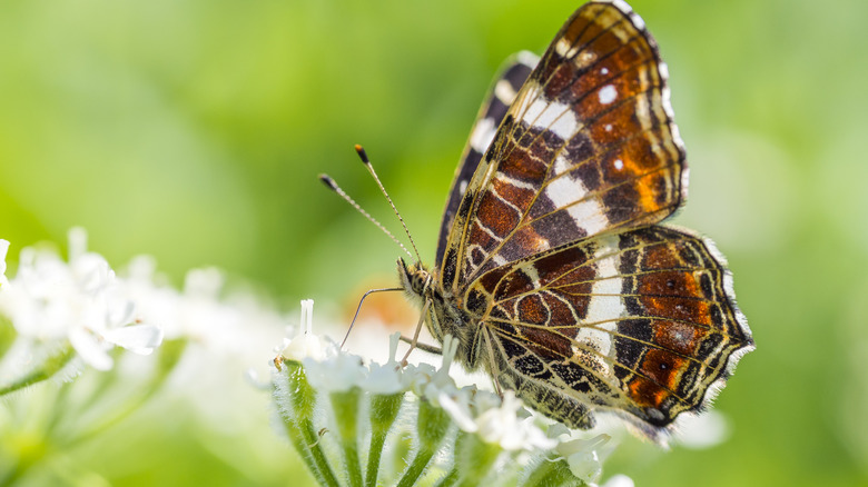 Butterfly on cow parnsip