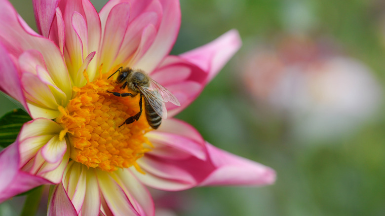 Bee on pink dahlia