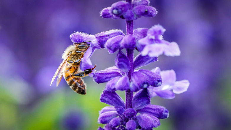 Bee feeding on lavender