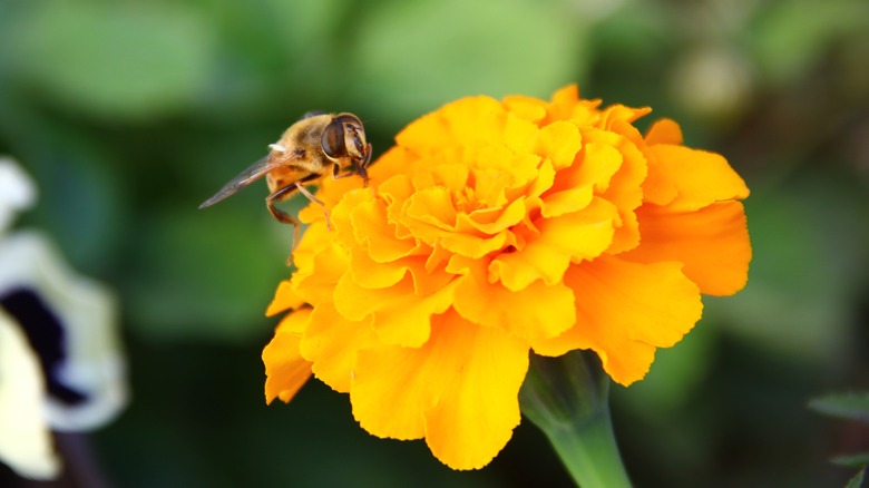 Bee on yellow marigold