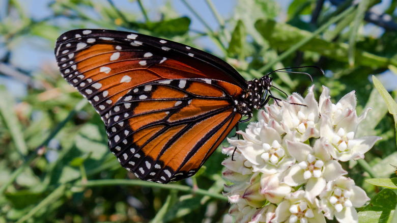 Butterfly on white milkweed flower