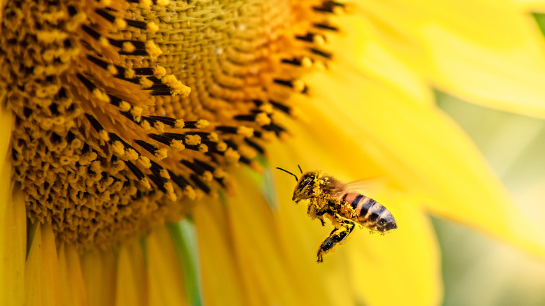 Bee pollinating sunflower