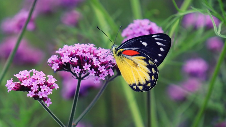 Butterfly on verbena flower