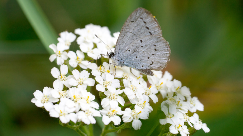 Butterfly on yarrow flower