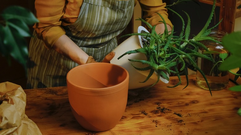 Woman transplanting aloe vera